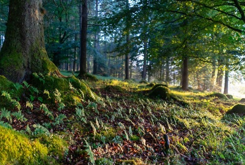 stephenearp:Small ferns facing the light