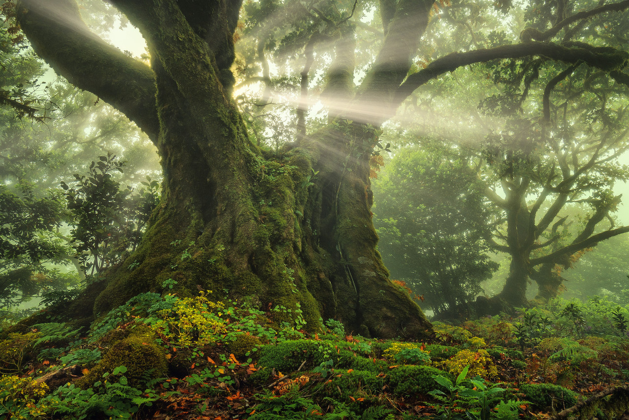Laurissilva Forest on the Portuguese island Madeira