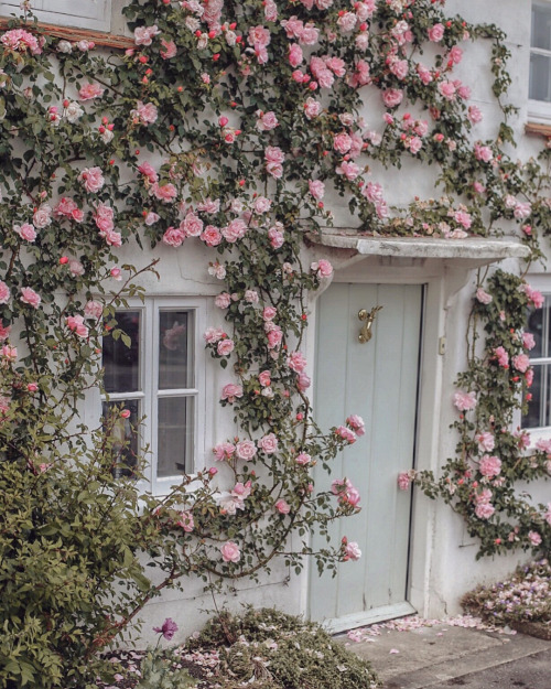 andantegrazioso:House of Roses | monalogue