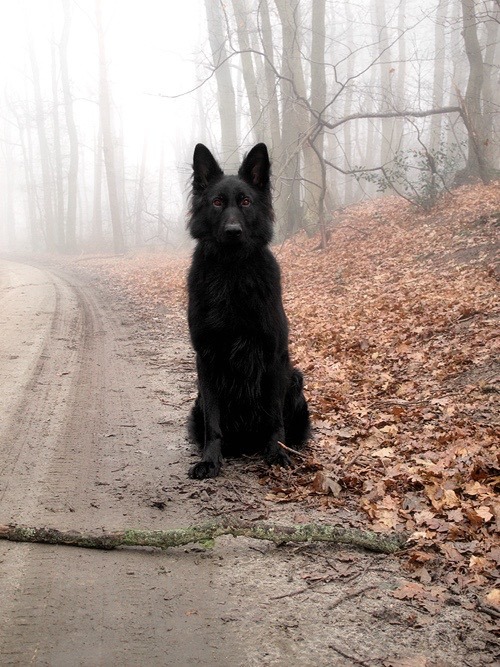 blackdog