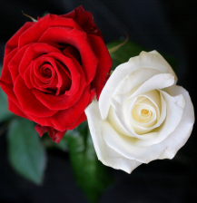 12+ Bunga Mawar Merah Satu Tanda Cinta - Gambar Bunga HD