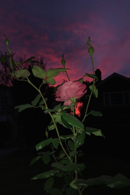 phdonohue:rose | pasadena, californiaig: phdonohue