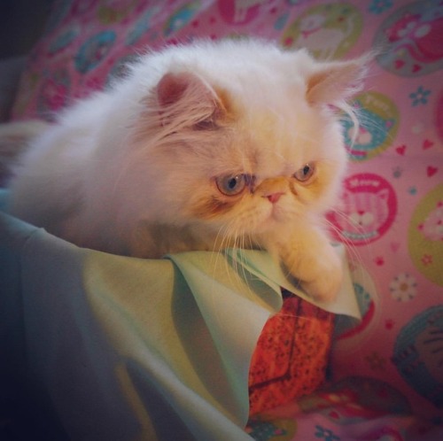 #flashbackfriday #fbf #fluffypantsdaily #cat #himalayan...