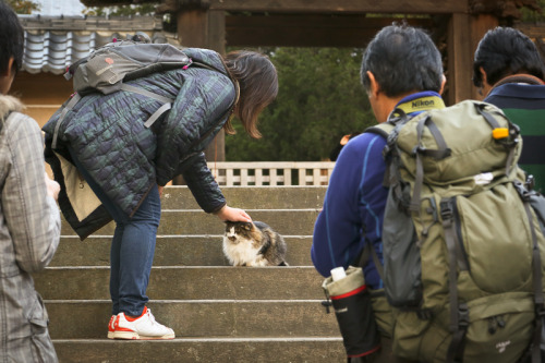 unimpressedcats:yes u may pet me