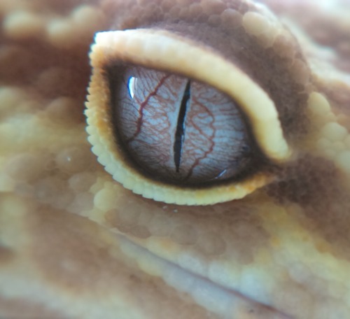 Leopard Gecko Eyes Tumblr