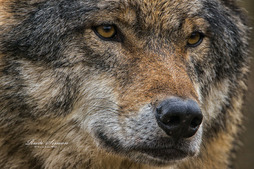 wolfsheart-blog:Europäischer Wolf by Rudi Simon PhotoArt