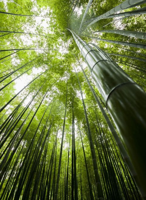 lifeisverybeautiful:Bamboo shining by shichinohe takahiro on...