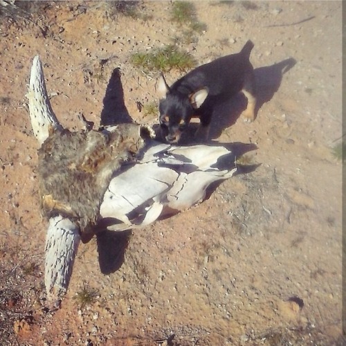 thedogandthewitch: • That time KingKing found a cow skull in the...