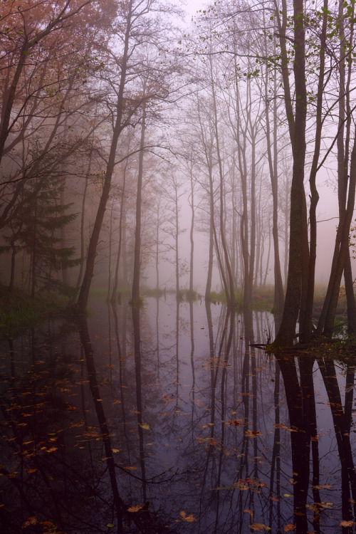 magic-spelldust: Misty morning by Konstantin Voronov