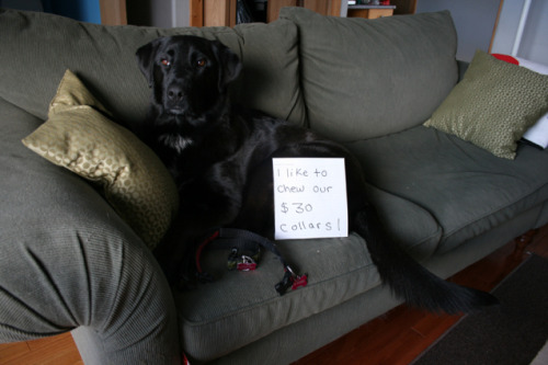 Dogshaming