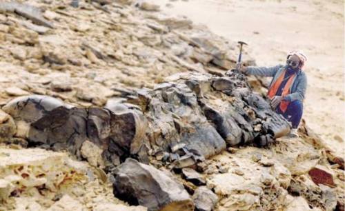 Protoaxites Fossil geology fungus fossilfriday the earth story devonian
