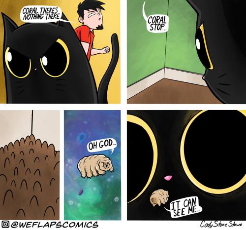 catsbeaversandducks
