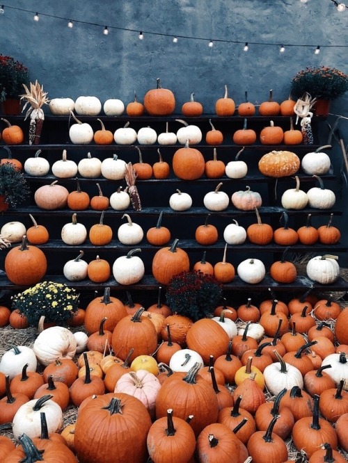 cozyinautumn: Happy Halloween 