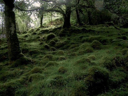 the trees speak latin