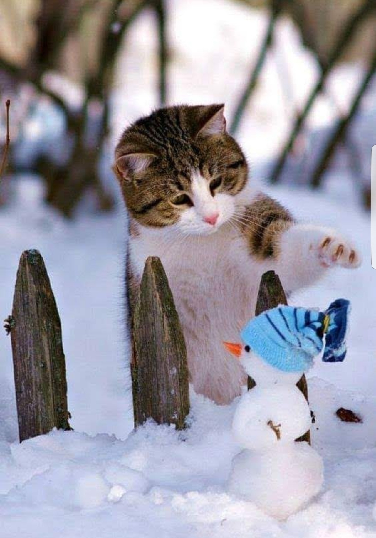 Зимнее утро весело. Зимние котики. Кошки зимой. Доброе утро зима кот. Кот в снегу.