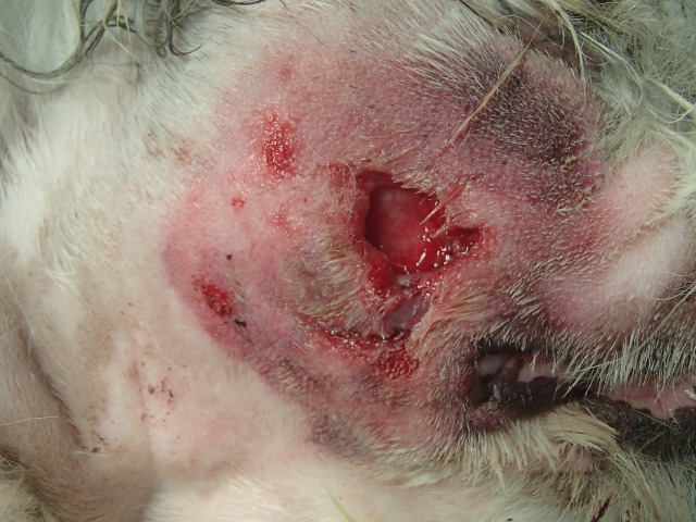 Ruptured cat bite abscess on the face of a Shih...