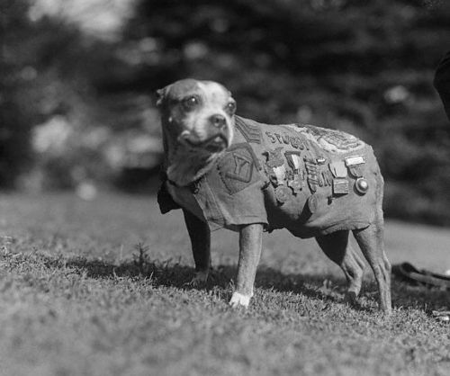 doggos-with-jobs:Sergeant doggo reporting for duty!