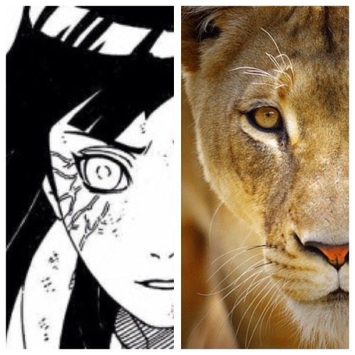 littleredbanana:Hinata Hyuga, Lioness of the Leaf (bonus...