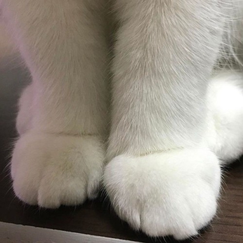 kitty