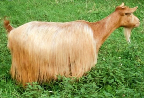 ainawgsd:The Golden Guernsey is a rare breed of goat from the...