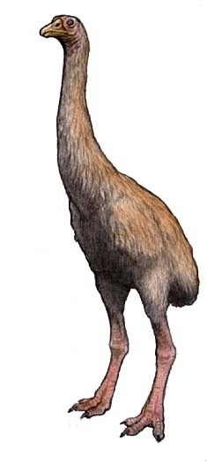 The giant Moa, Dinornis (= terrible bird) (1843)... - The Evolution of ...