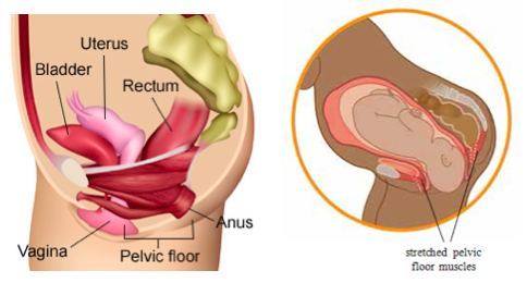 Diaphragmatic Abdominal Breathing Tumblr