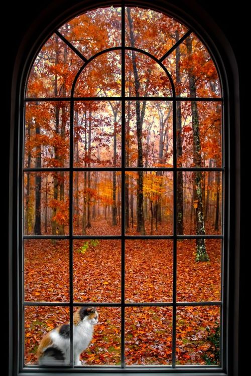 bookofoctober:Pipers Chapel, Portland, Tennessee. Photo...