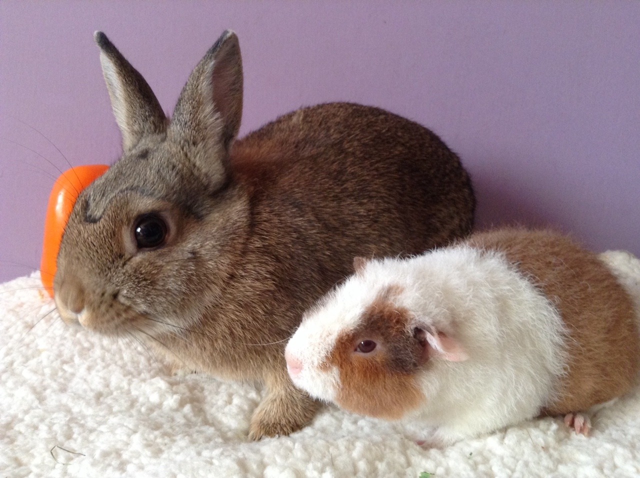 baby teddy guinea pigs for sale