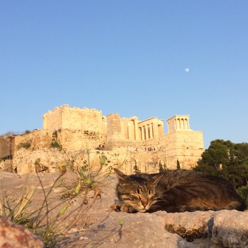 newfavething:cat snoozing in front of the Acropolis |...