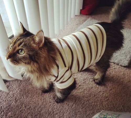 derpycats:Wally-bear wears clothes because he likes to rip his...