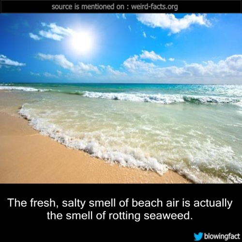 mindblowingfactz:The fresh, salty smell of beach air is...