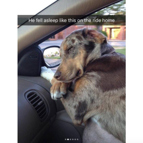 babyanimalgifs:Animal snaps