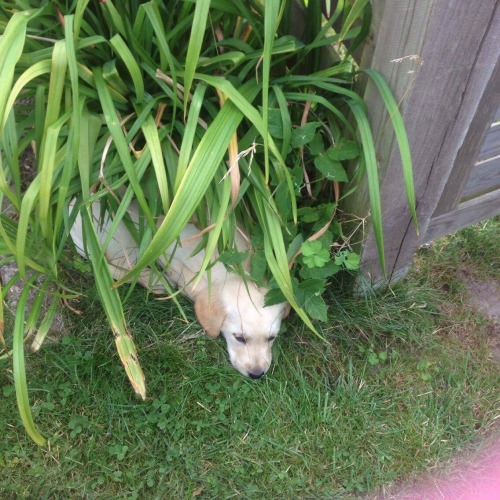 labsarelife:Sams is playing hide and seek, while also being...