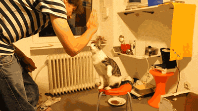 We haz done a good job
