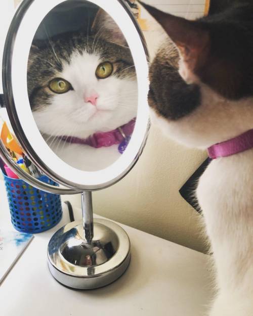 My cat got in the way while I was washing my face before bed and I got the best picture of her I’ve ever taken. (via)