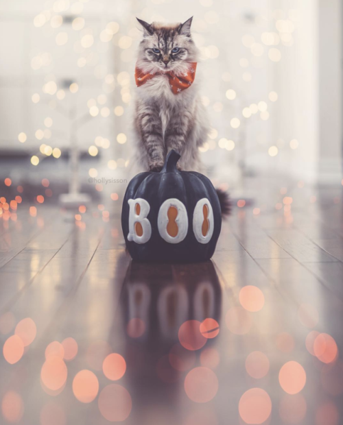 aww-so-pretty:My cat wishes you a Happy Halloween