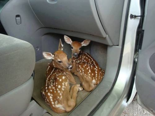 cute-overload:Friend left her car door open while running into...