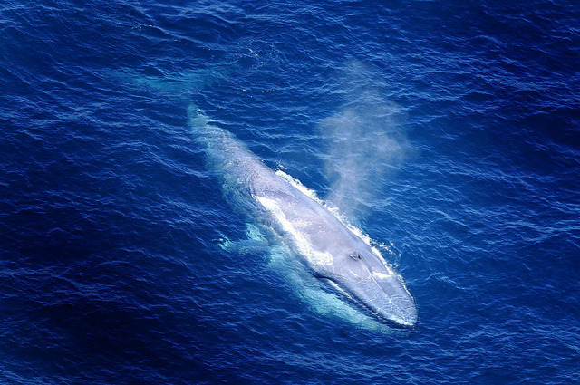 cetacean-nation: Blue Whale 2 by MarcoPolo... - world of whales