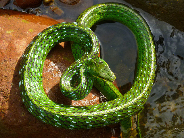 Nature and more: Mountain Sipo Chironius monticola (Colubridae), a...