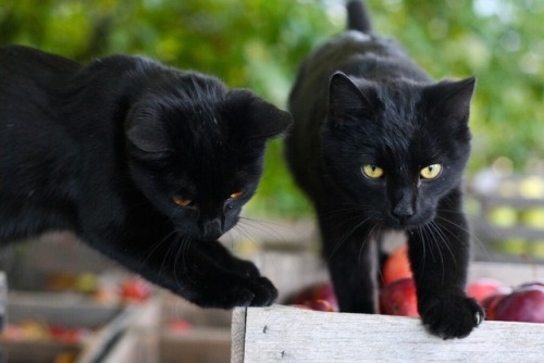 llovinghome:Cats on Apple Crates