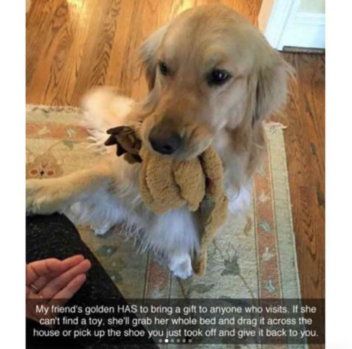 babyanimalgifs:Dog snaps