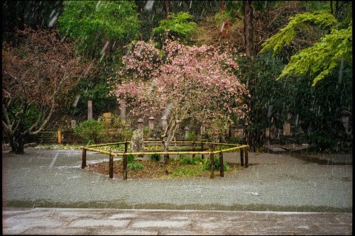 shinnoguchiphotography