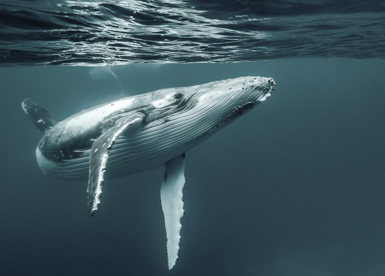 The humpback whale, a species of baleen whale.... - the underwater archive