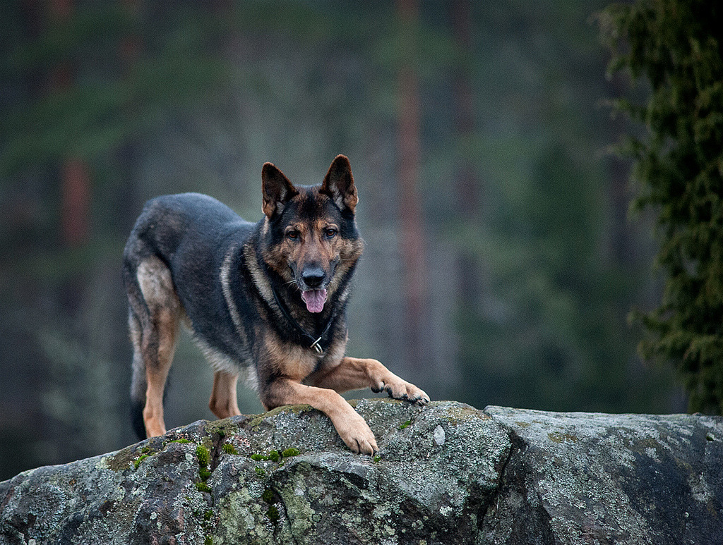 Fuck Yeah, German Shepherds