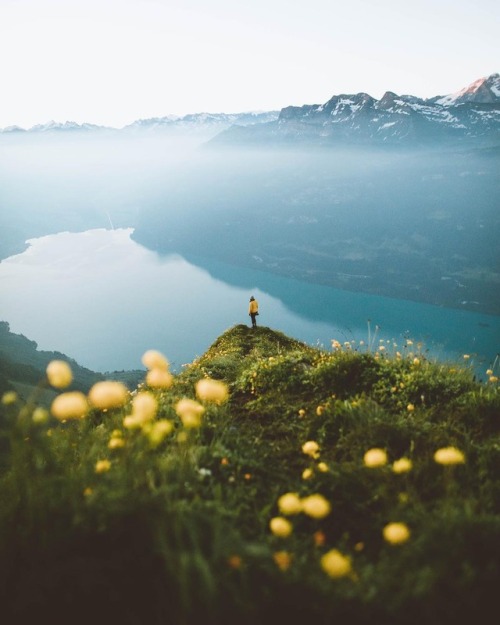 wanderthewood:Early summer in the Swiss Alps by giuligartner