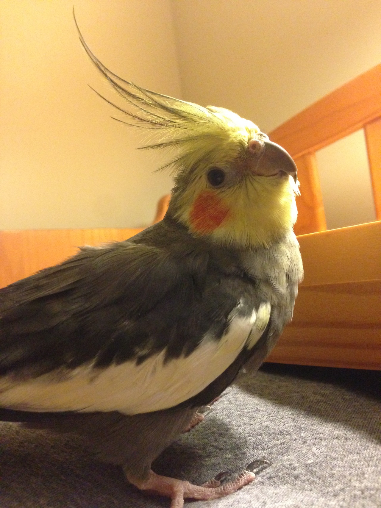 Because birds! — pepperandpals: Steal His Look: Pepper the 