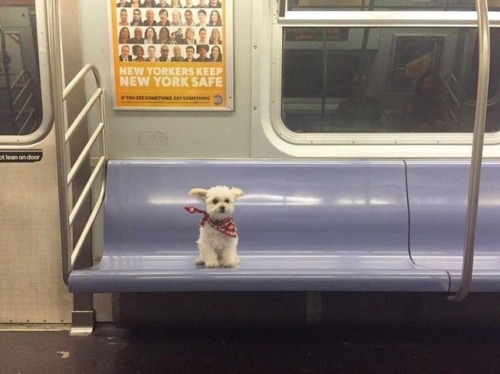 babyanimalgifs:she took the midnight train going anywhere