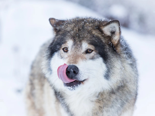 wolf tongue | Tumblr