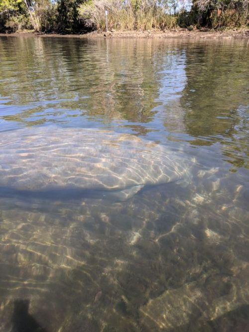 Kayaking out on Crystal River. No joke it was cold as hell. But...