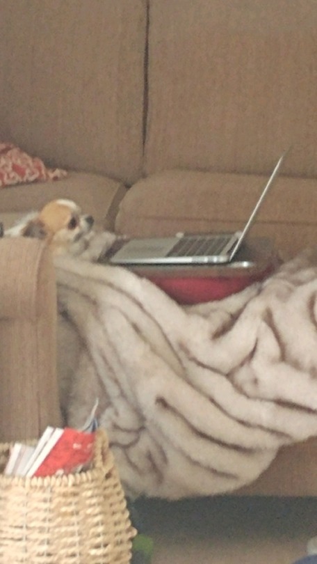 these pictures of my friend’s dog are really the fattest fucking mood